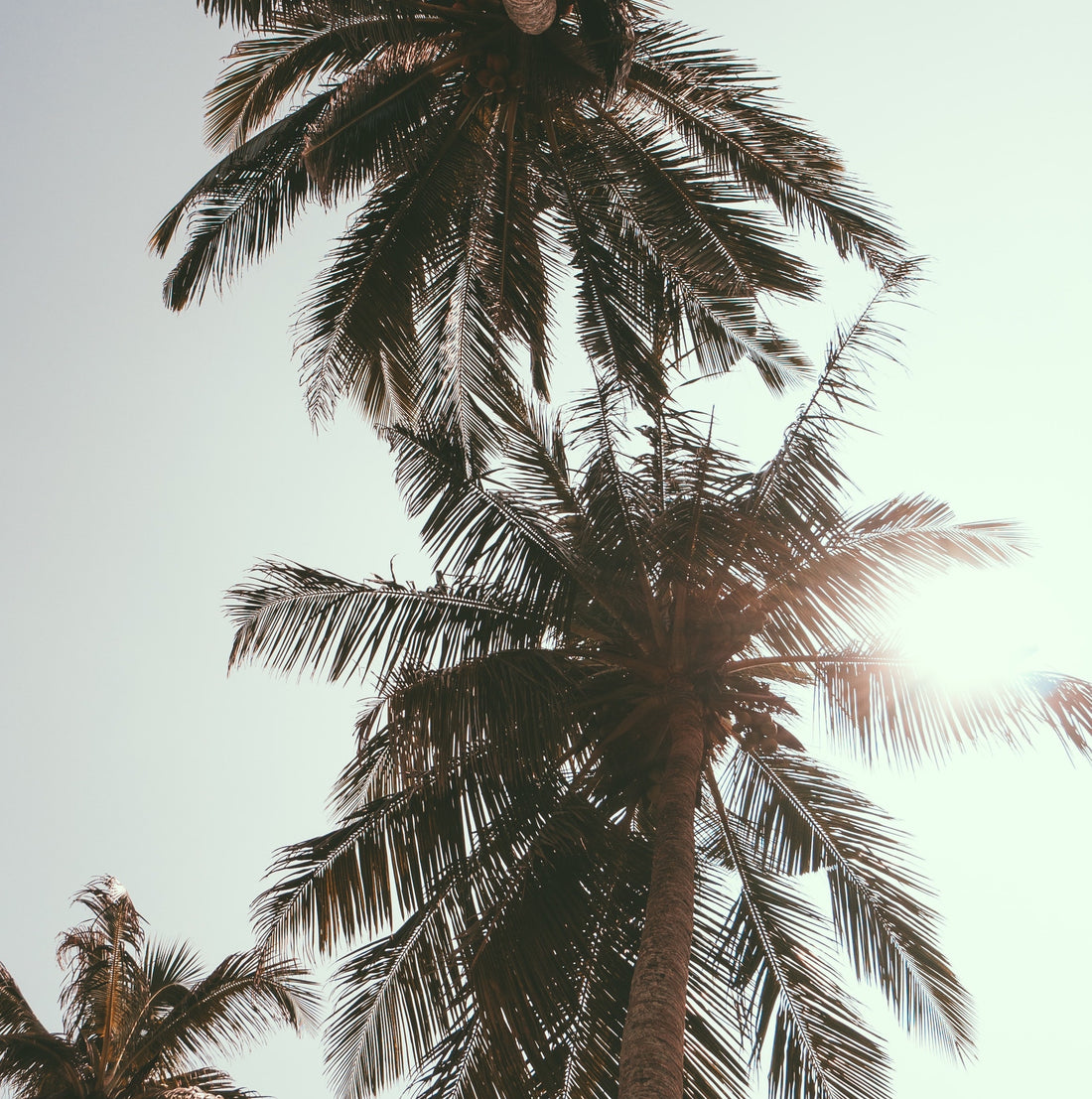 Inspiration tropicale pour des tatouages avec palmier et soleil couchant