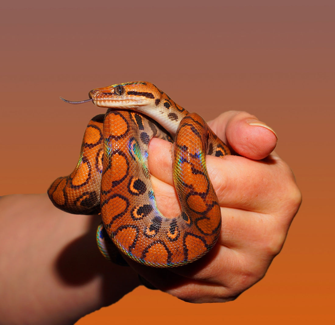 Idées tatouage éphémère serpent